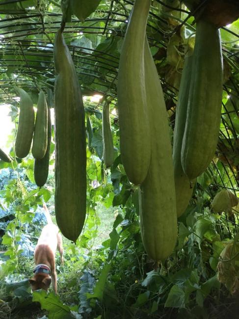 luffa trellis