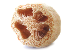 220px-Luffa_sponge