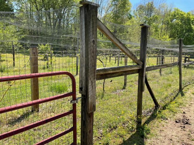 spray muscadines small