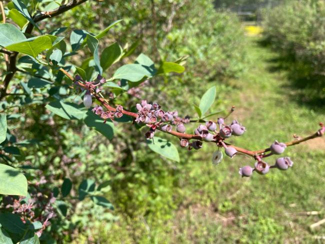 blueberry1 small