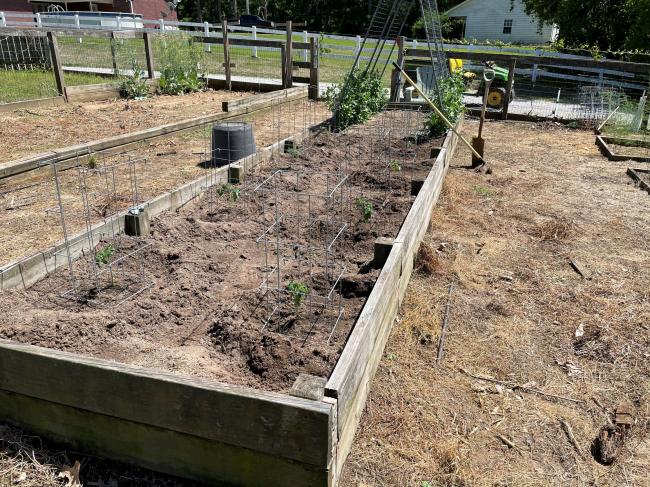 tomatoes 1 small