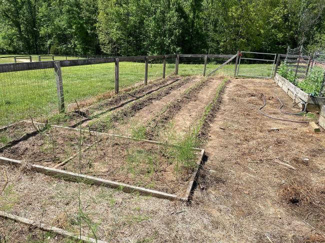 asparagus bed