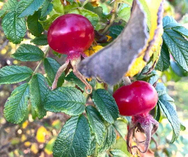 rose-hips