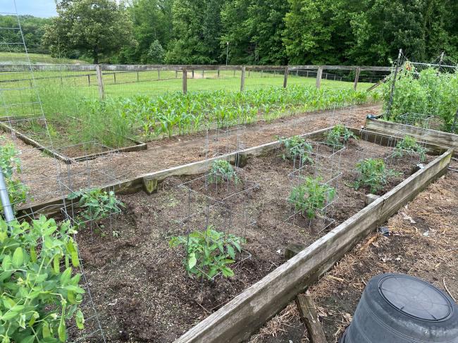 tomatoes 3 small