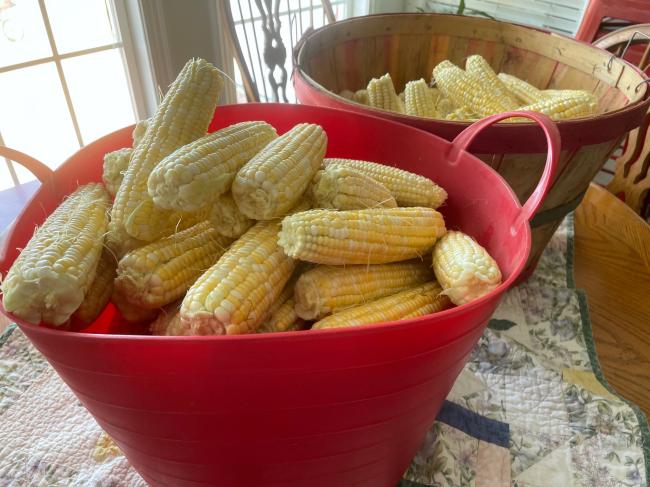 corn shucked