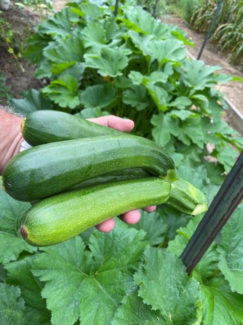 zucchini small