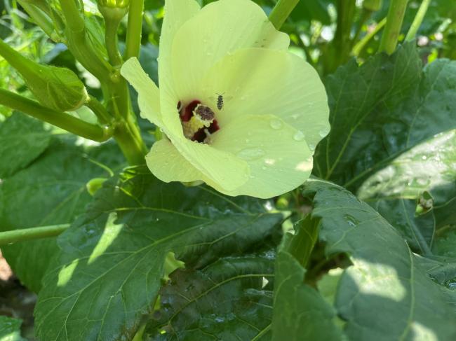 okra 1 small