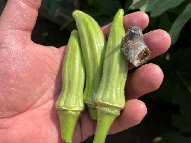 okra 6 small