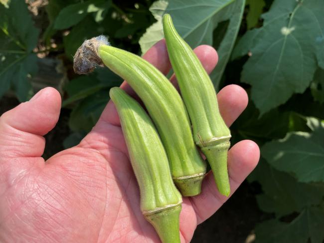 okra 5 small