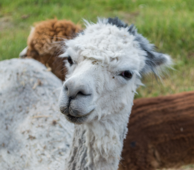 Alpaca 2