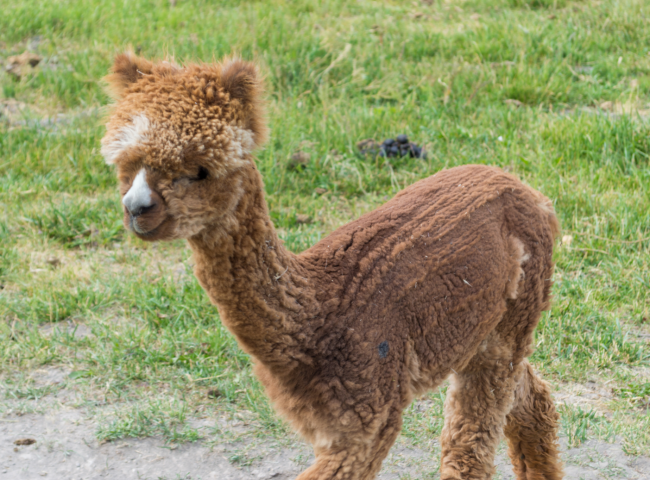 Alpaca 1