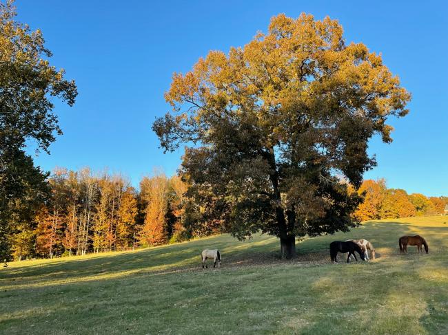 horses acorns