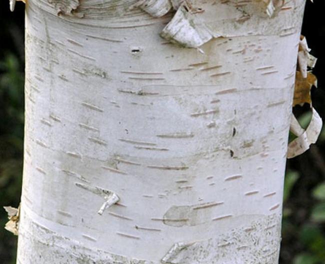 silverbirch1_orig