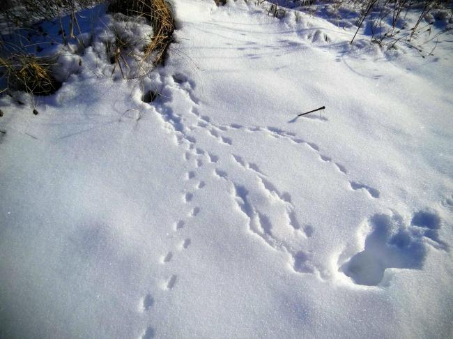 Tracks Heins Creek Preserve