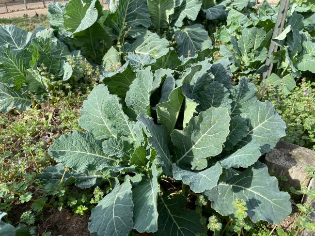 collards 1