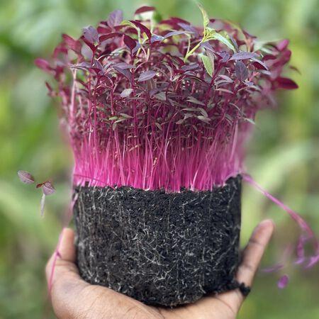 Red Amaranth Microgreens